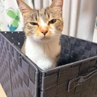 室内にいる猫