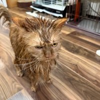 濡れた猫（茶）