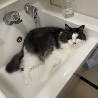 洗面台の中に寝転がる白黒猫