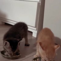 ご飯をたべる二匹の子猫