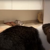 逃げるように去る猫