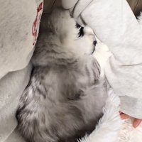 抱っこされている猫の写真2