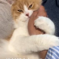 人の腕に抱きつく猫