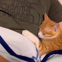 抱っこされる猫
