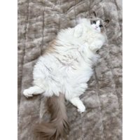 寝転がる猫