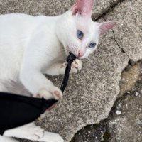 ひもをくわえる白猫