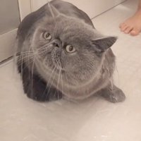 シャワーを浴びている猫