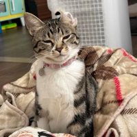 耳が反っている猫