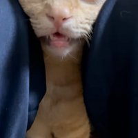 目を閉じて挟まれる猫