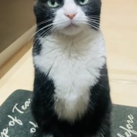 お座りするハチワレ猫