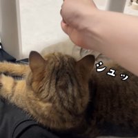 チョップされている猫