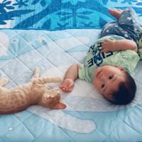 左手を赤ちゃんに伸ばす猫