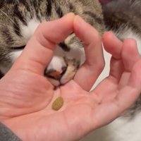 輪っかに口を入れる猫