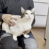 お父さんの両膝に乗り、なでてもらう豆大福くん