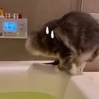 湯船の縁を歩いている猫