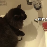 水道水を飲む黒猫