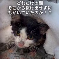 保護された子猫
