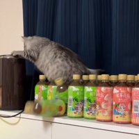 ペットボトルを落とす猫