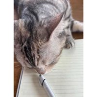ノート上の猫