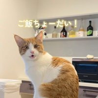 キッチンでごはんを催促する茶トラ白猫
