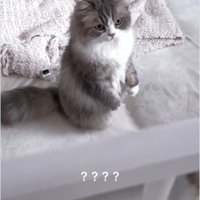 ベビーベッドの横から赤ちゃんを見ている猫