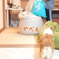 ドン引きする犬