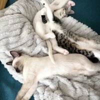 重なり合って寝ている子猫3匹の姿