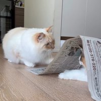 新聞紙の下にいる猫を見る猫