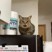 冷蔵庫の上にいる猫