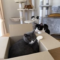 段ボールに入っている猫と入りたがっている猫