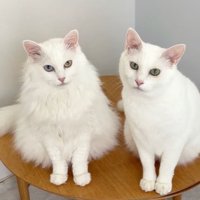 室内にいる猫たち