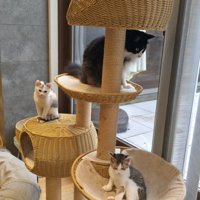 キャットタワーの上の3匹の猫