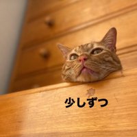 棚の上から顔を出す猫