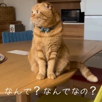 座って横を向く猫