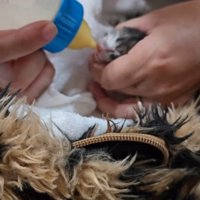 ミルクを飲む赤ちゃん猫2