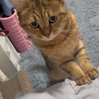 猫パンチするみにらくん