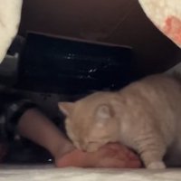 伸ばしている飼い主の足に噛みついている猫