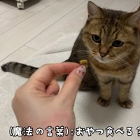 おやつを見つめる猫