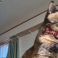 斜め下からのアングルのサビ猫