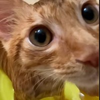 お風呂に入っている猫