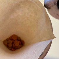 フィルターと猫の鼻先