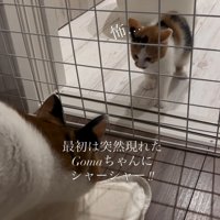 怖がる子猫