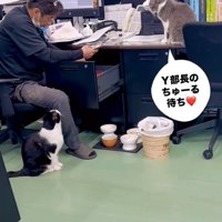 職場にいる猫たち