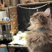 見上げる猫の横顔