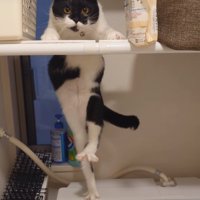 リズムを取る猫