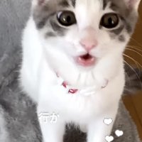 ママに向かって鳴く子猫