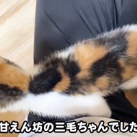 テロップ「甘えん坊の三毛ちゃんでした」