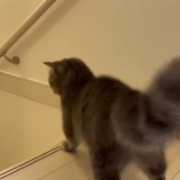 階段からフランマさんが逃げた方を睨むアクアさん