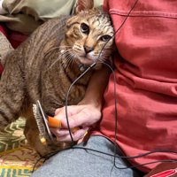 お母さんに甘える猫