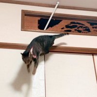 欄間から棒が差し込まれて床に降りる猫